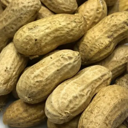 raw peanuts market size in Asia