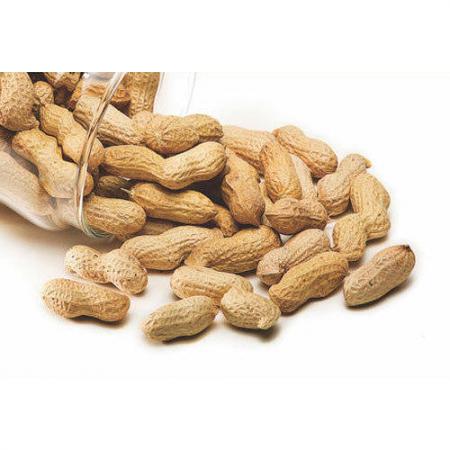 buy peanuts salted wholesalers