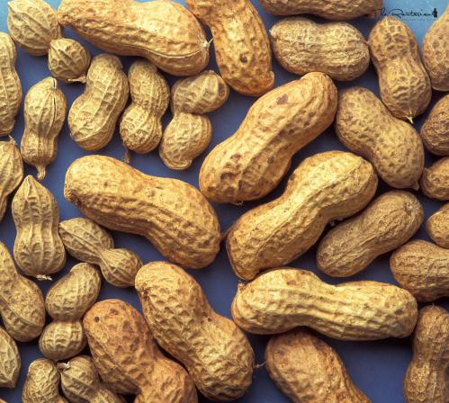 raw peanuts market size in 2021