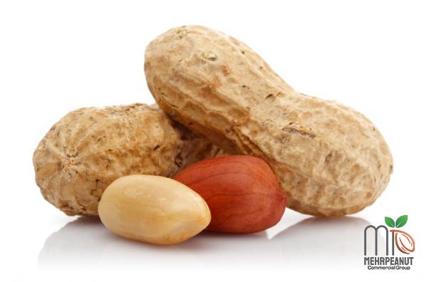 Fresh Peanuts wholesale Suppliers