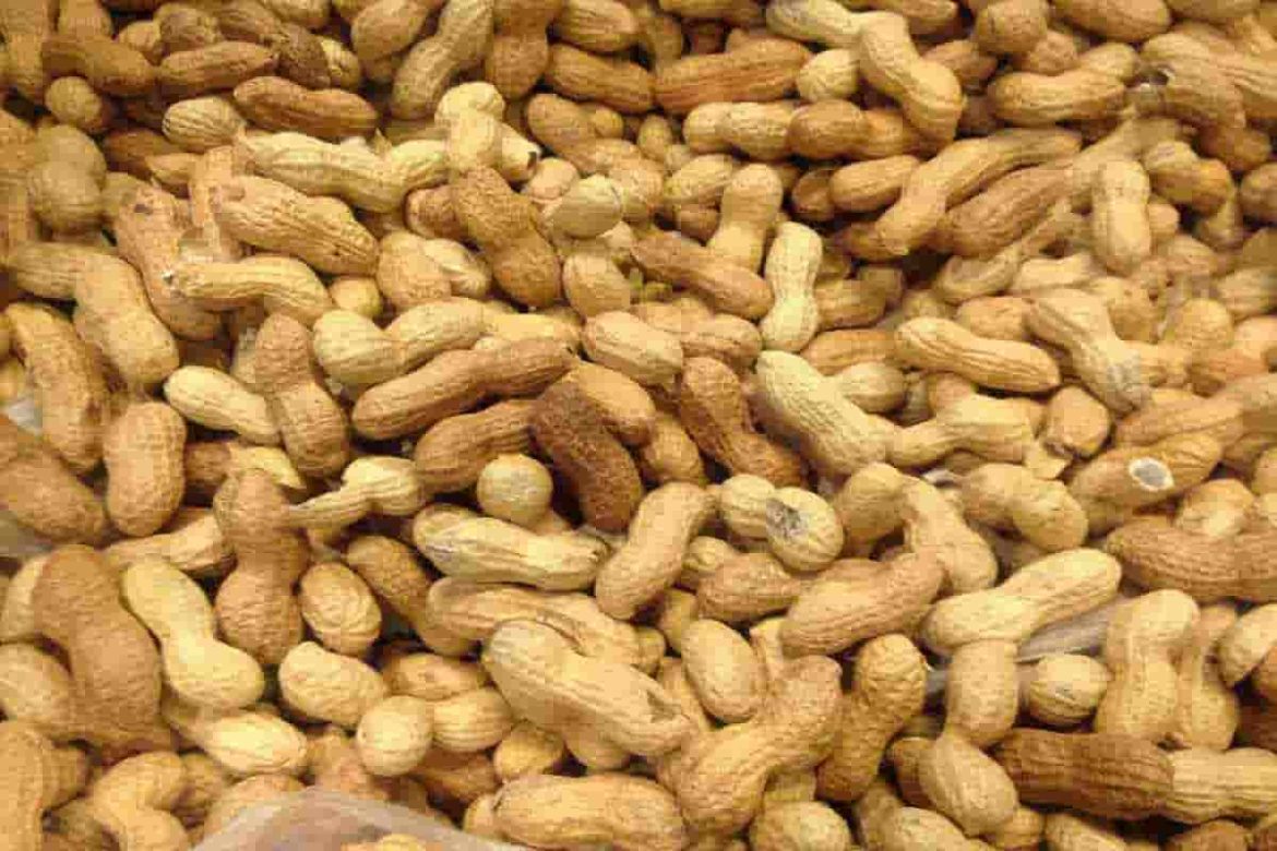 Unsalted peanuts factory price