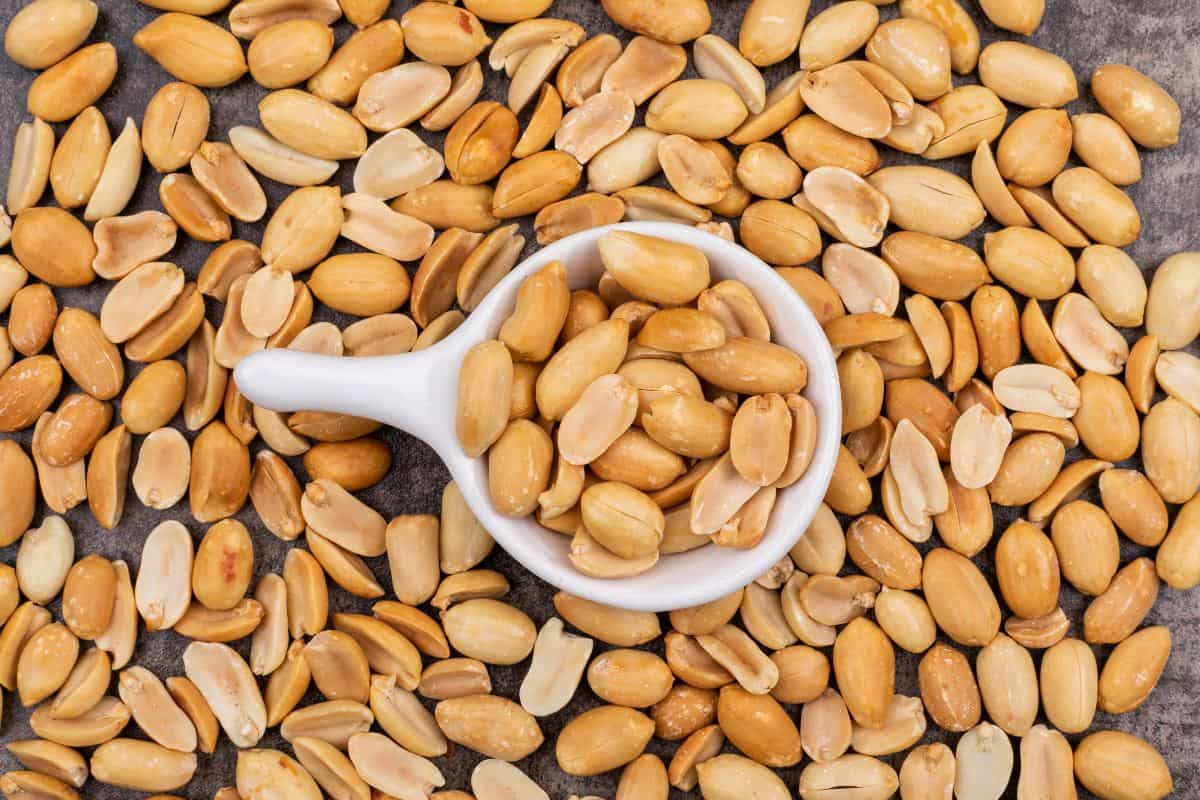  Roasted Peanut in Bangladesh; High Calorie 4 Types Runner Virginia Spanish Valencia 