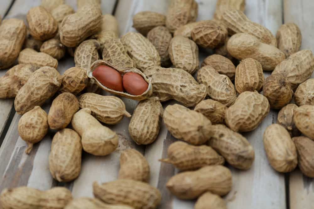  Roasted Salted Peanunts Purchase Price + Quality Test 