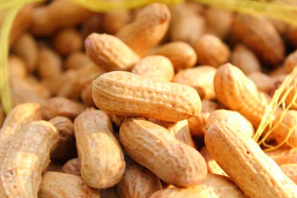  Roasted Salted Peanunts Purchase Price + Quality Test 