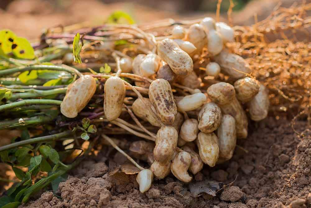  Getting to know peanut plant + the exceptional price of buying peanut plant 