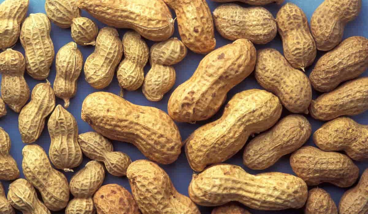  Stale peanuts in the shell price list in 2023 
