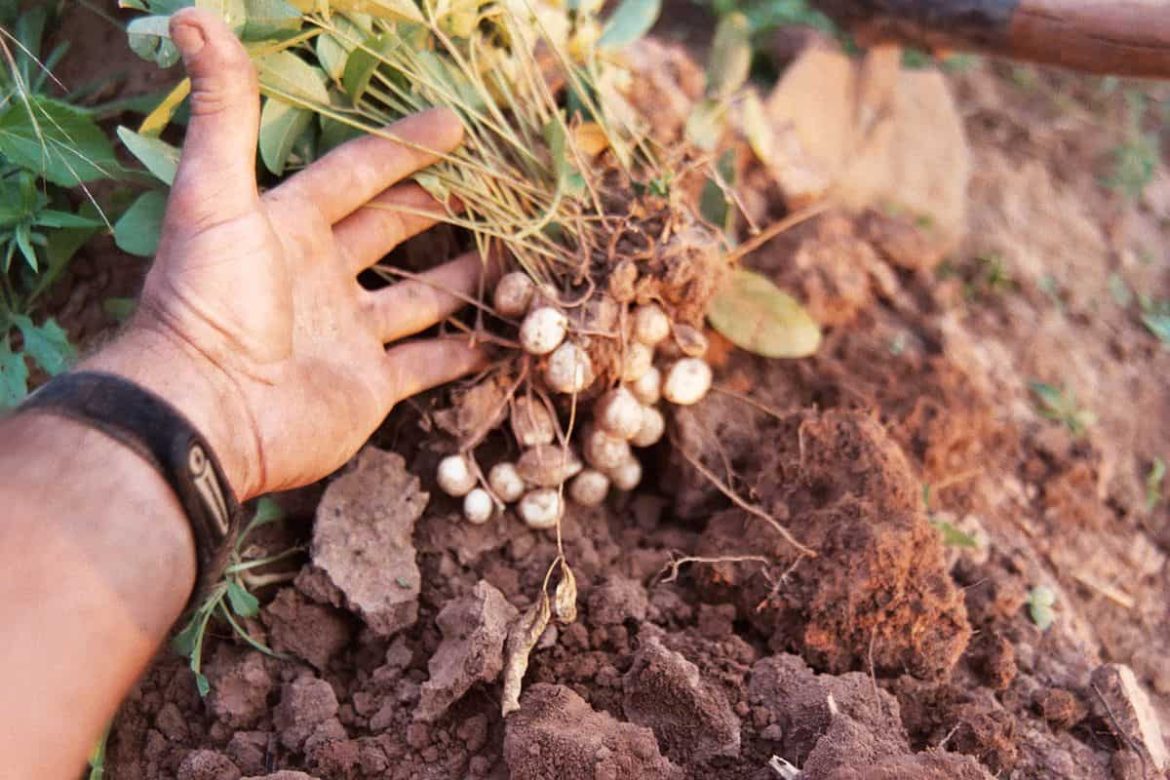 peanut tree cultivation for business goals