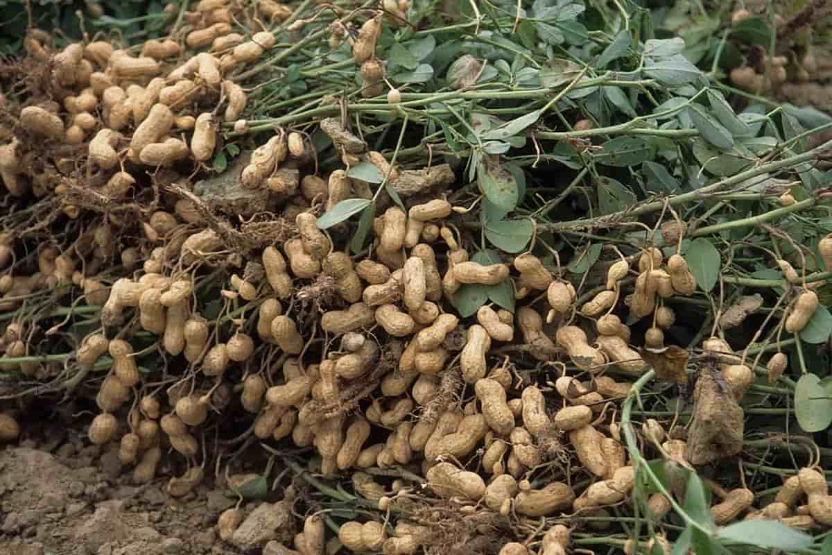  peanut tree cultivation for business goals 