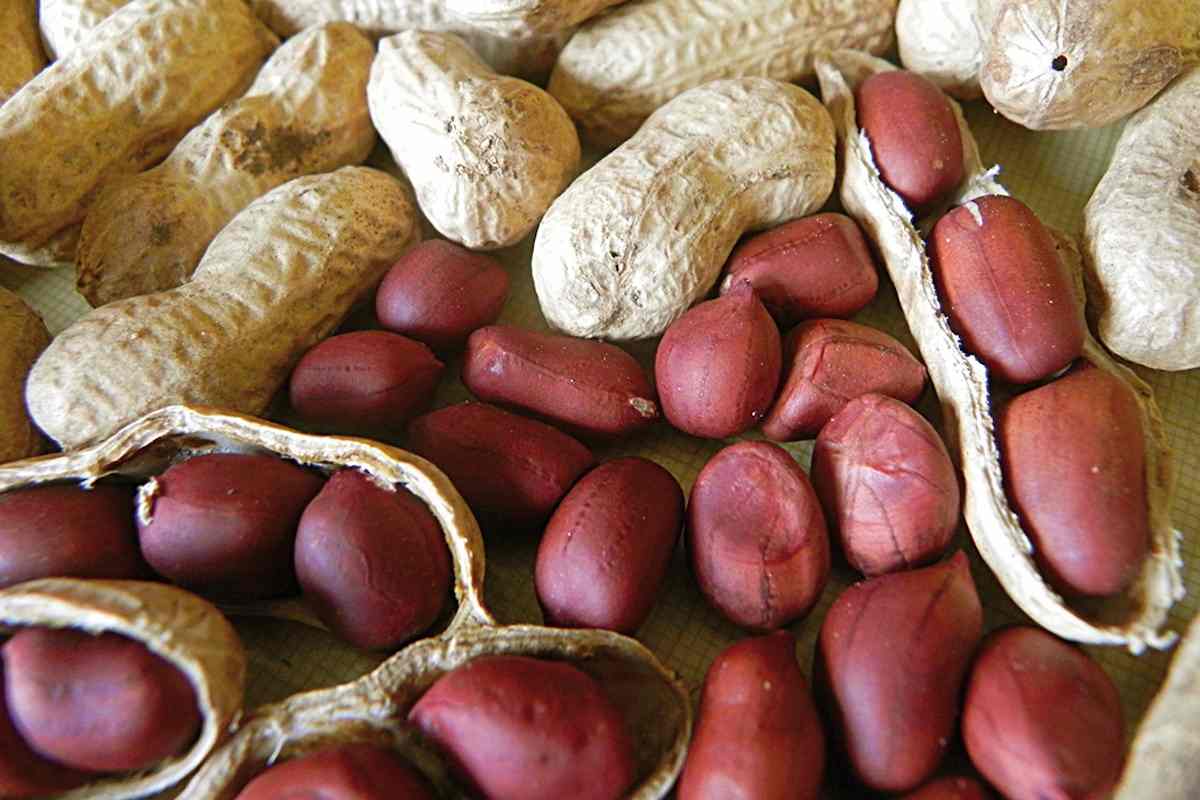  Online Raw Peanuts Purchase Price + Quality Test 