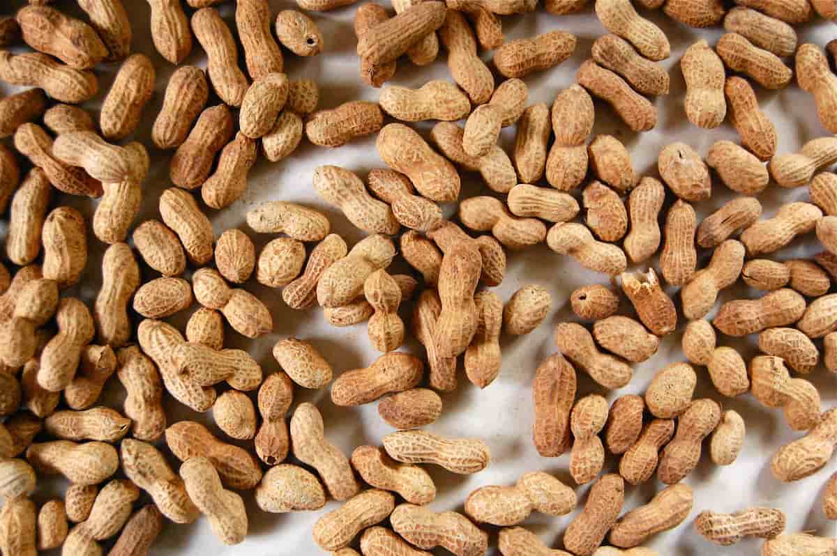  expired old peanuts storage temperature last 