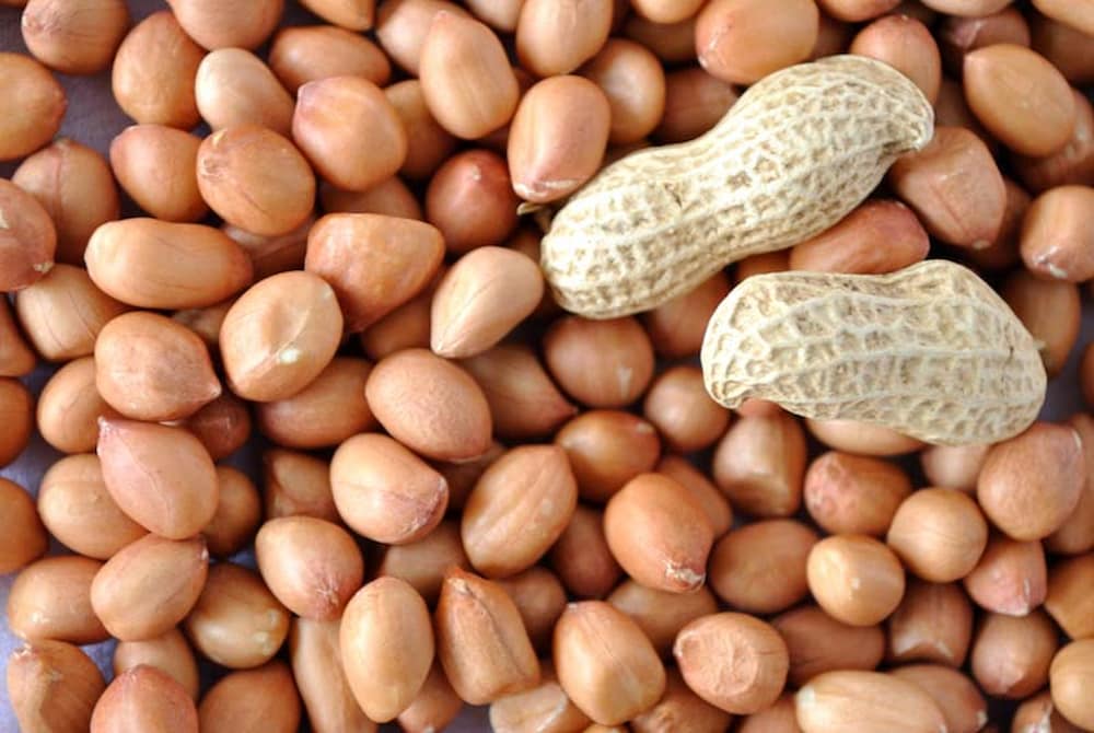  Buy groundnut chuntey + Introduce The Production And Distribution Factory 
