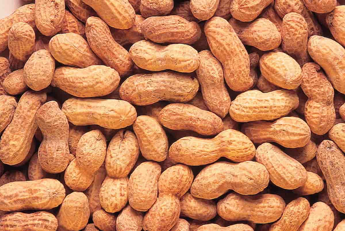  Raw Peanut in Chennai (Groundnut) Excellent Source Many Vitamins Minerals 