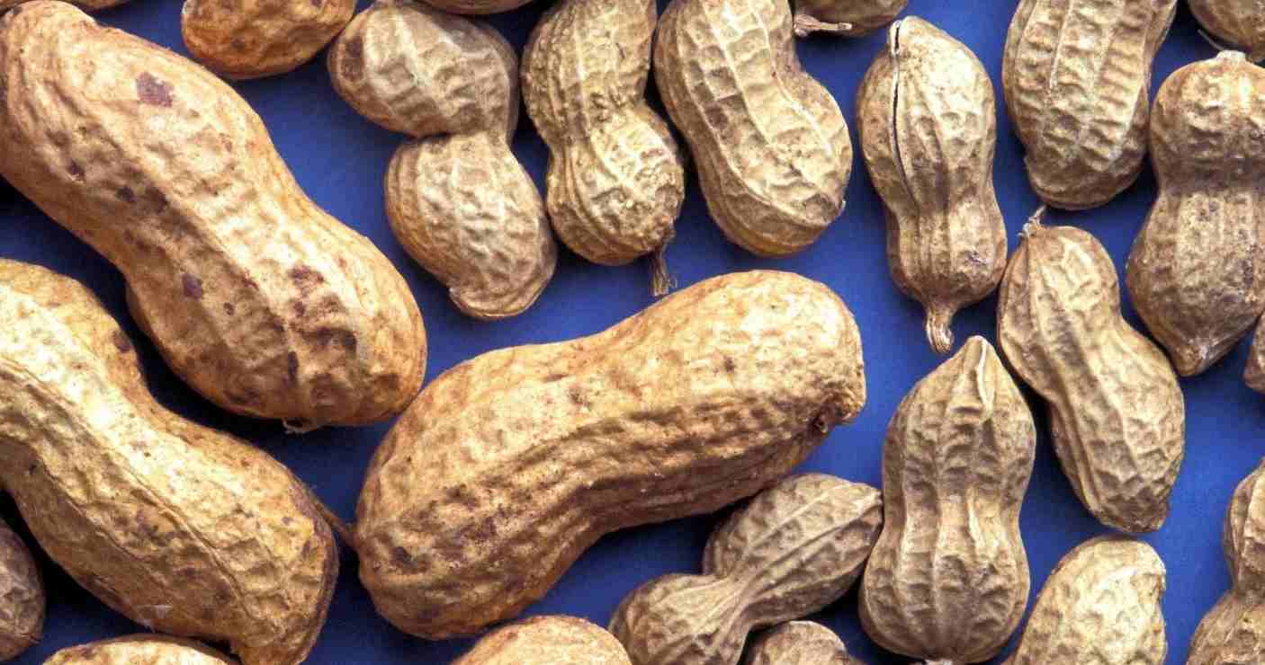  Purchase And Price of Types of Peanut per Ton 