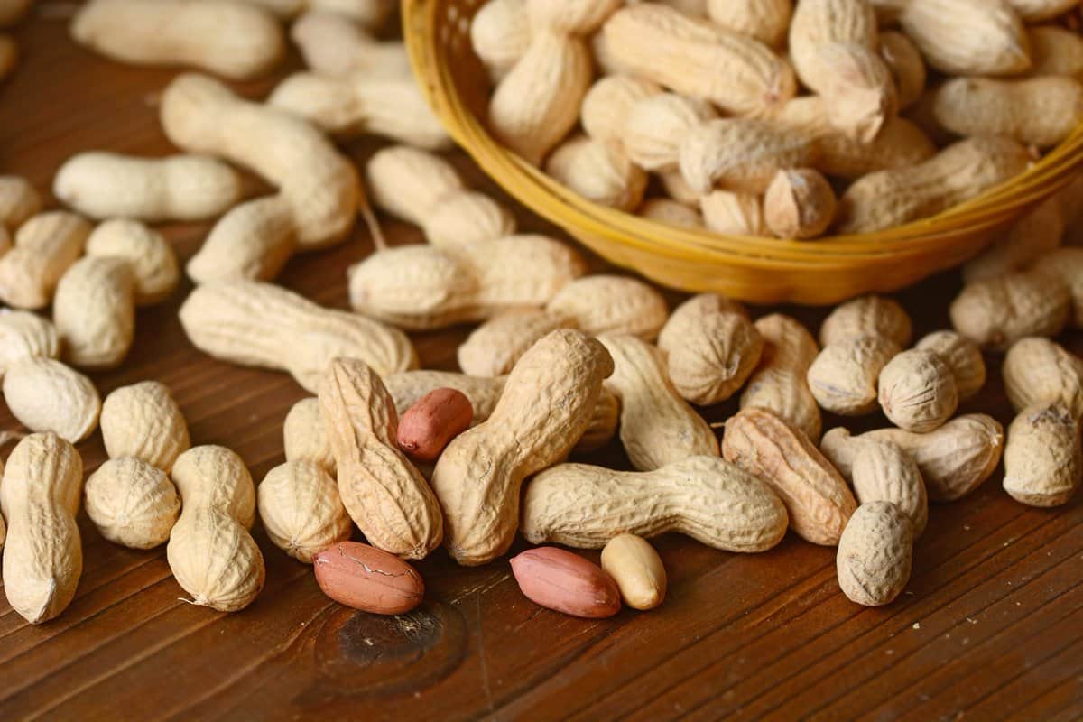  buy the best types of peanut tree at a cheap price 