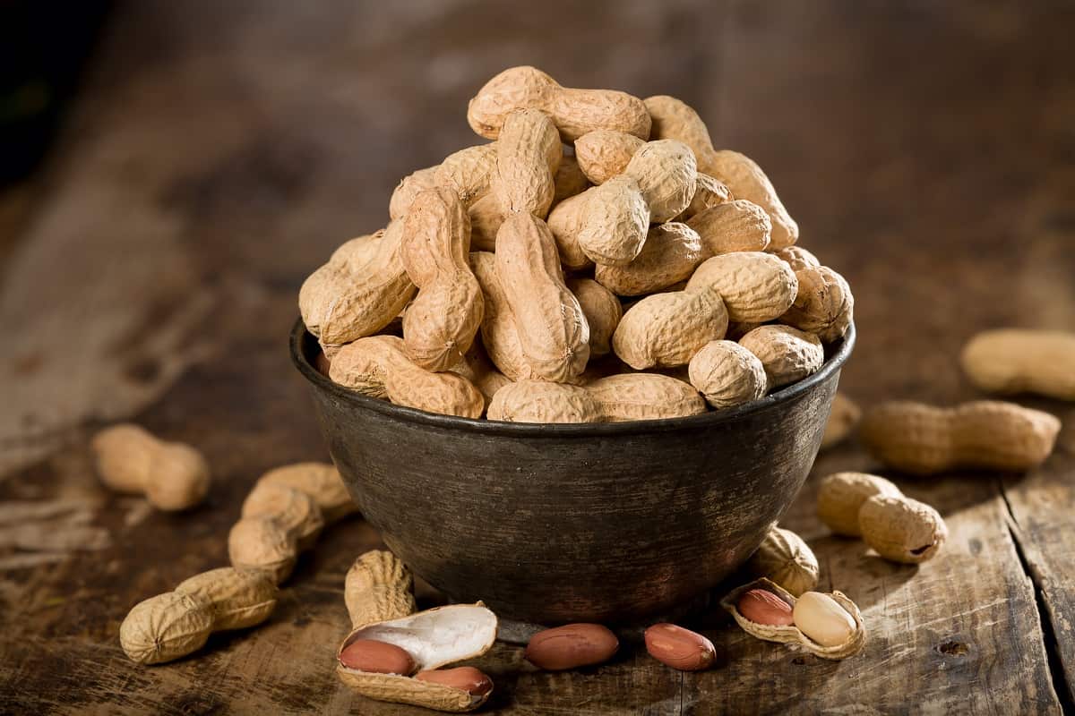  buy the best types of peanut tree at a cheap price 