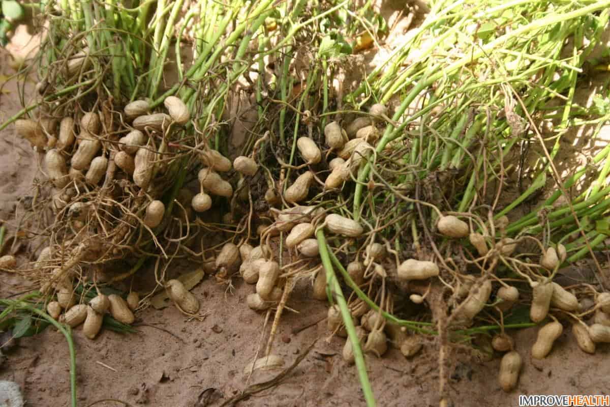  Groundnut Yield Per Acre + How Many Kgs of Groundnuts Per Acre 