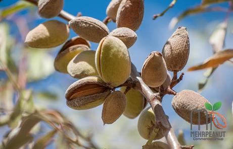 pistachio in fresh specifications and how to buy in bulk