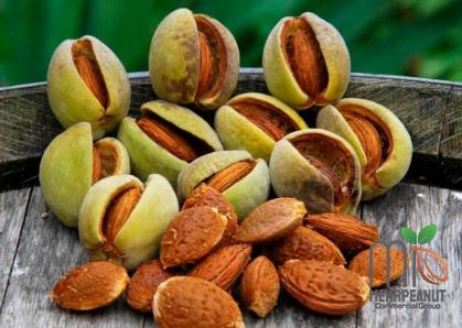 betel nuts specifications and how to buy in bulk